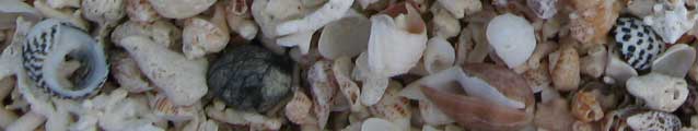 shells