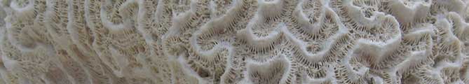 braincoral